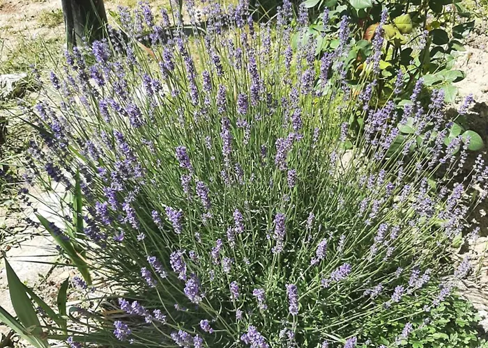 Feriehus Kiskatona Vendeghaz